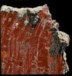 Tall Arizona Petrified Wood Bookends - Deep Red #45367-2